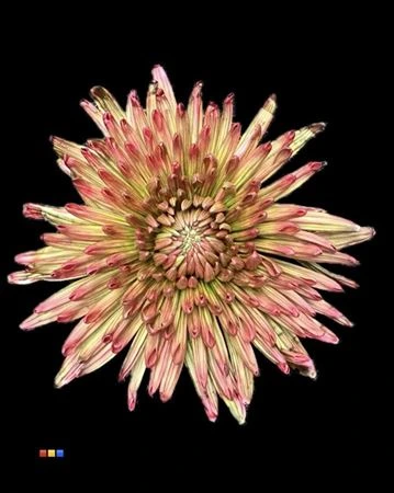 Chryzantéma veľkokvetá Topspin Hortensia • 70 cm