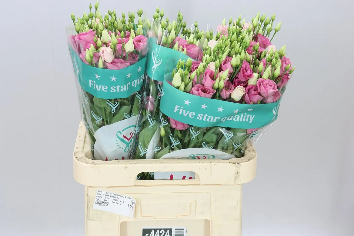 Eust Du Rosita Pink • 70 cm