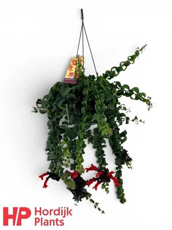 Aeschynanthus Rasta Hang • črepník 15 cm