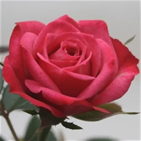 Rosa Jewel Purple • črepník 10 cm