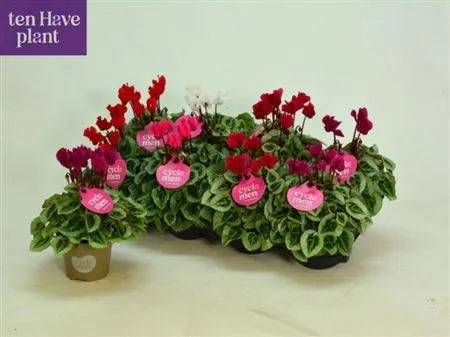 Cyclamen Kl S S Picasso Gemengd • črepník 11 cm