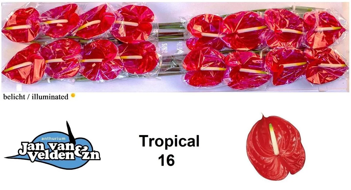 Antúrium Tropical