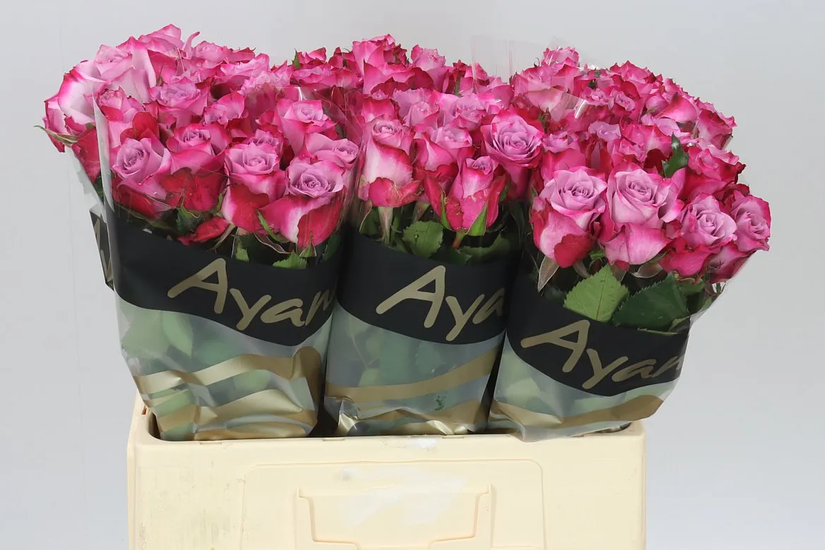 Rosa Gr Deep Purple • 60 cm