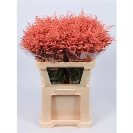 Solidago farbená Pink • 80 cm