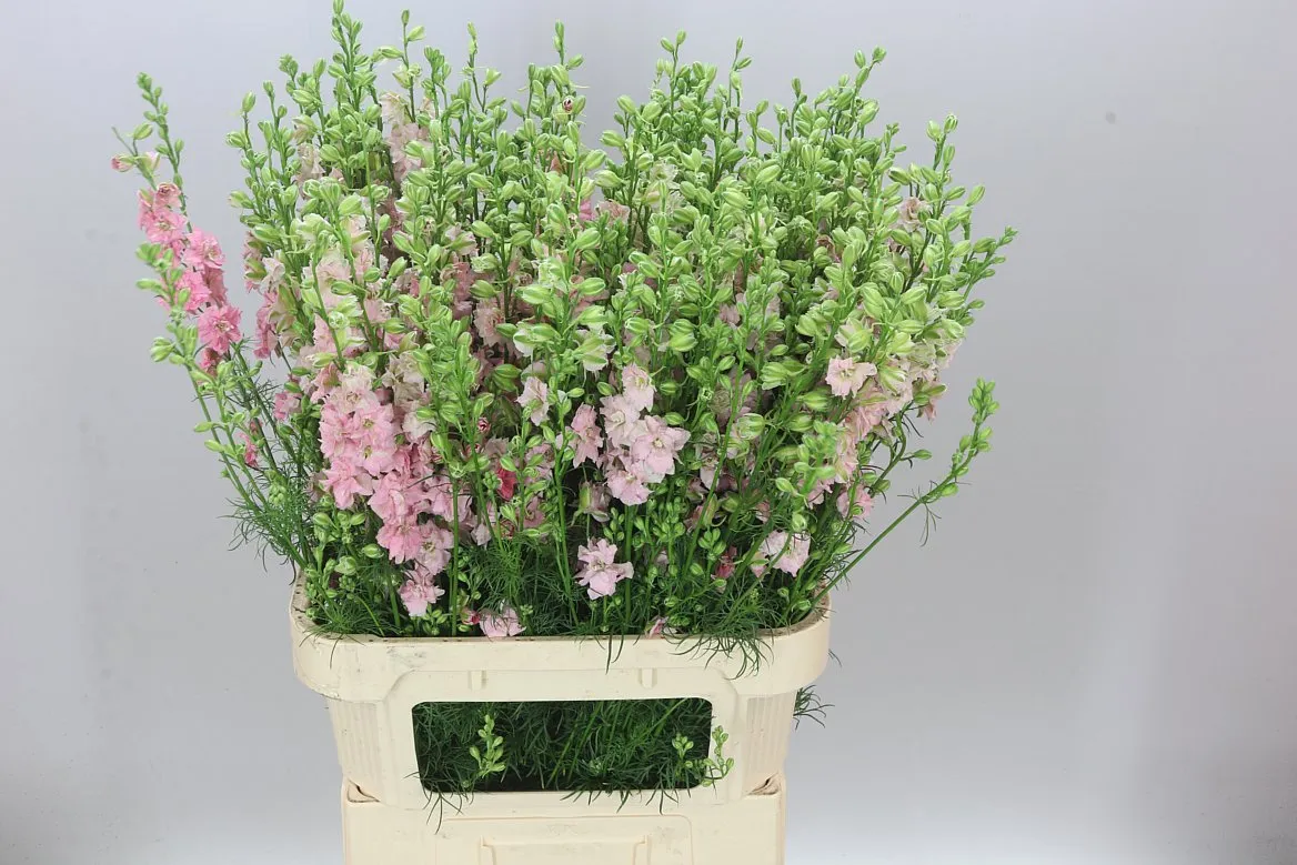 Delph Aj Pink Pale • 90 cm