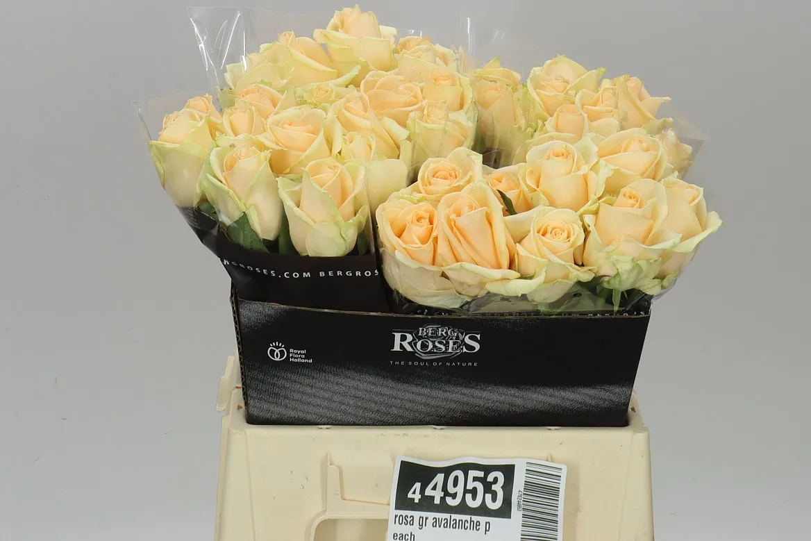 Rosa Gr Avalanche Peach • 40 cm
