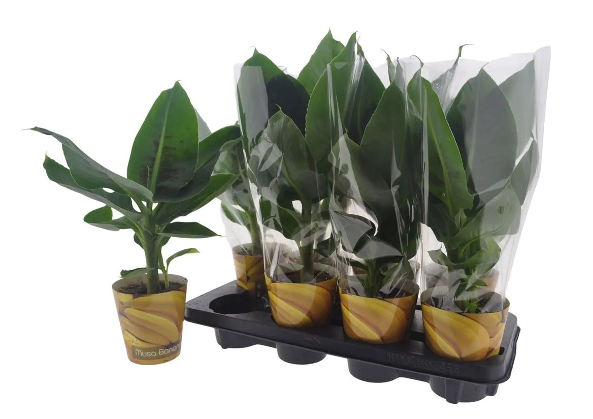 Musa Tropicana • črepník 12 cm