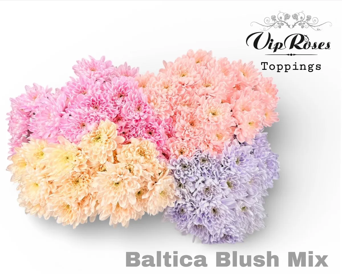 Chryzantéma trsová Baltica Blush mix • 70 cm