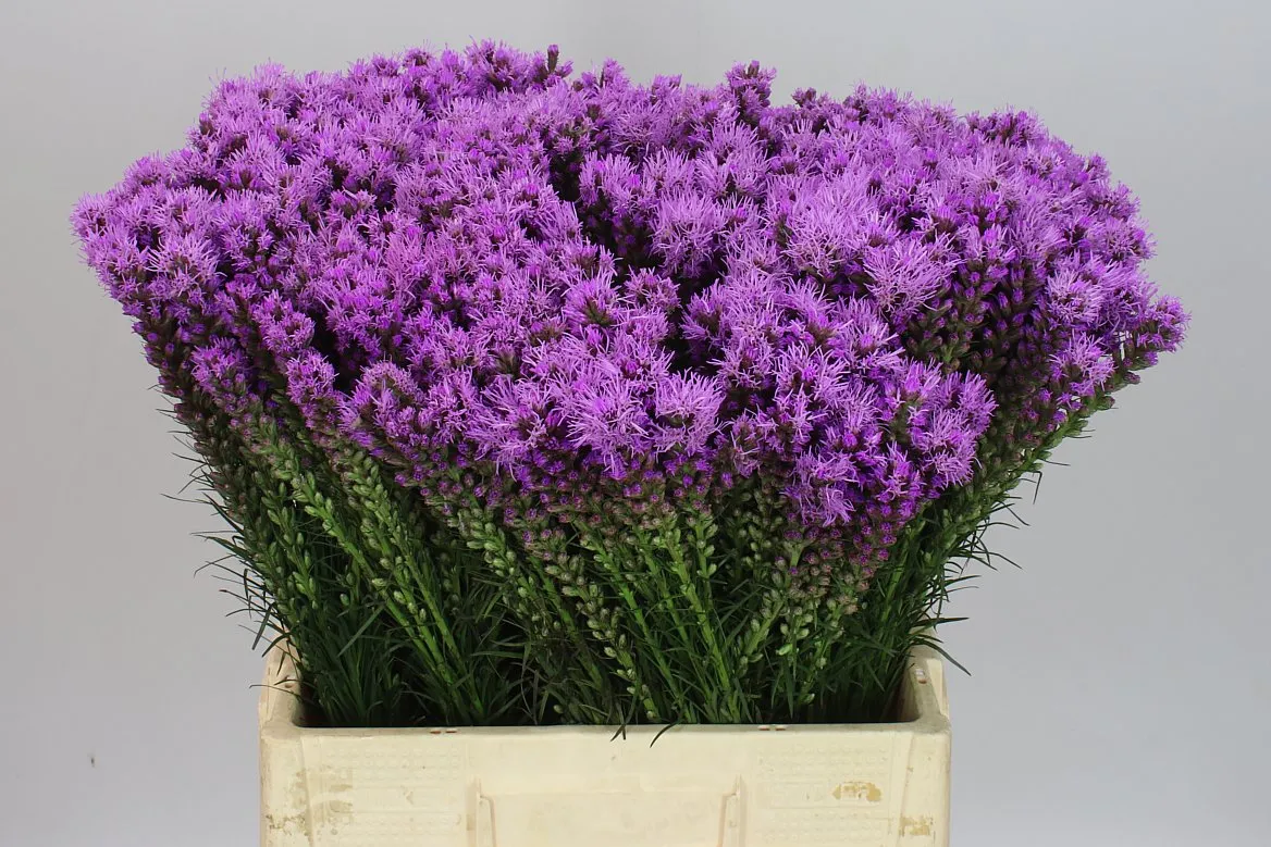 Liatris Callilepis • 60 cm