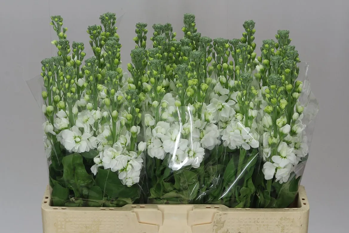Matthiola White • 55 cm