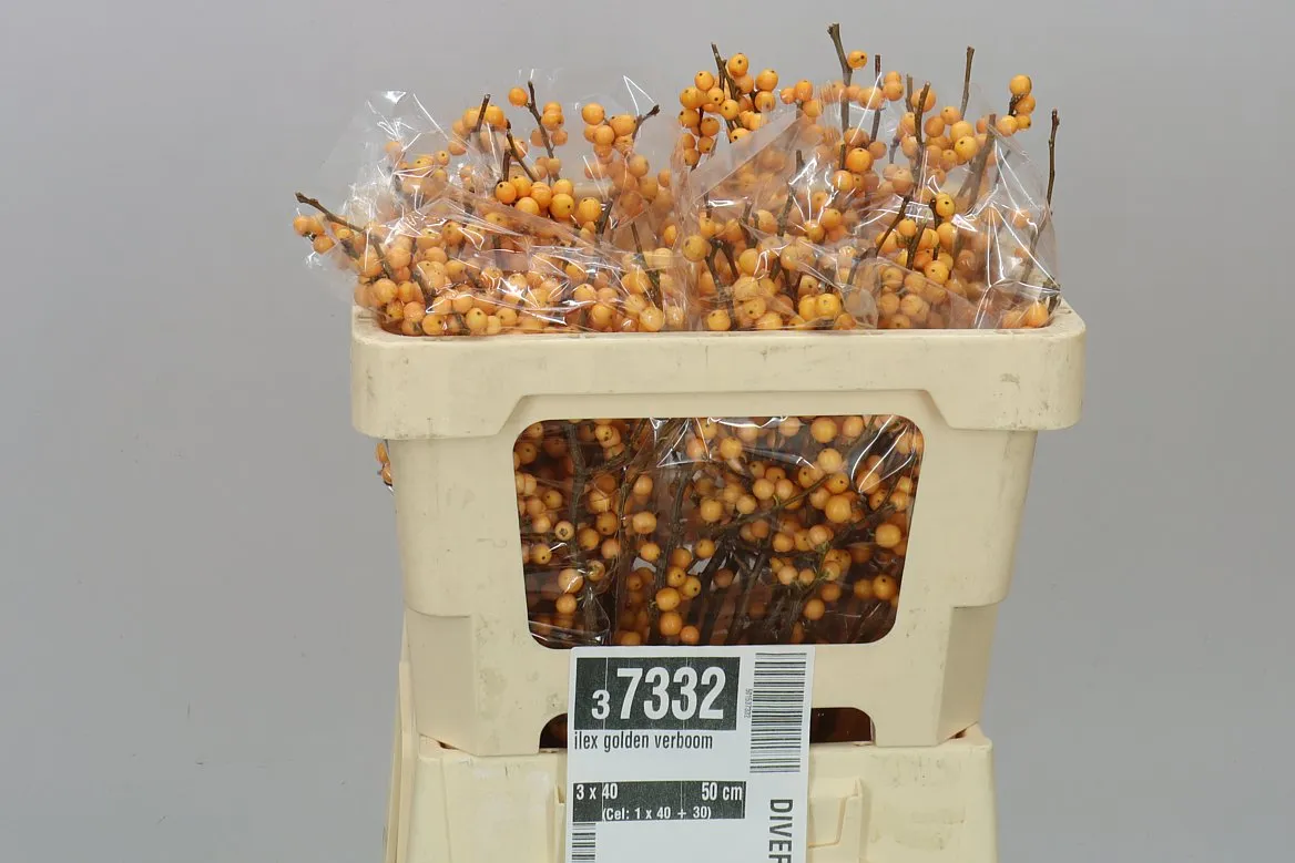 Ilex Golden Verboom • 50 cm