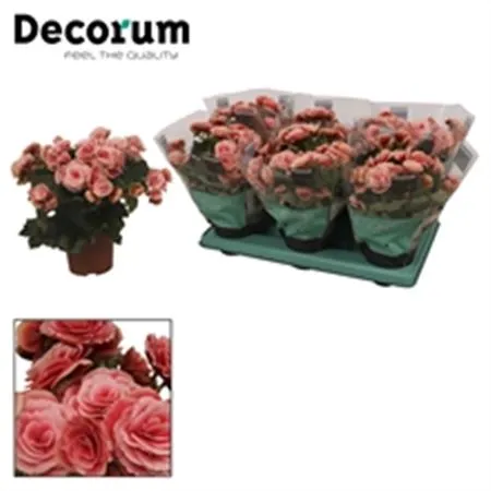 Begonia Du Borias • črepník 13 cm