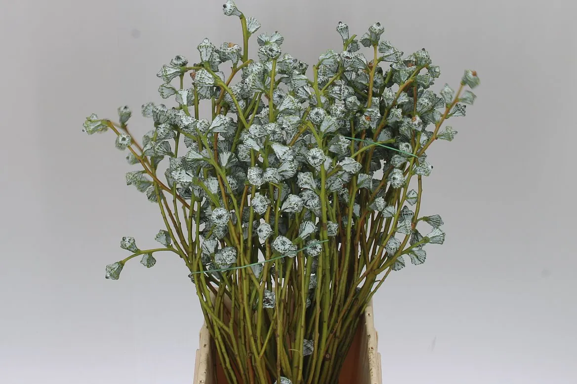 Euca Boule • 60 cm