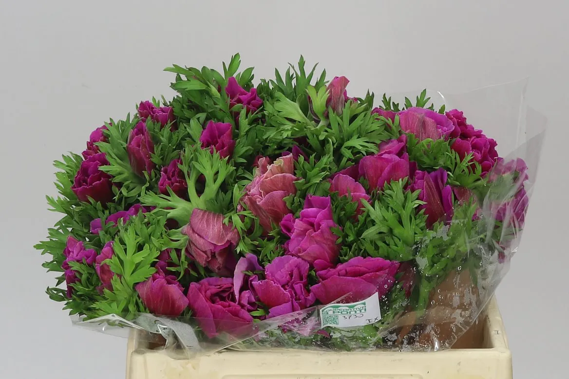 Anemonen Mistral Cerise • 40 cm
