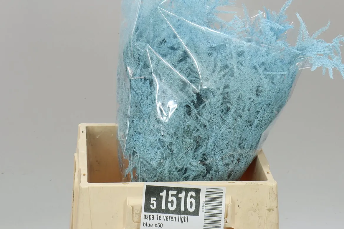 Asparágus 1e Veren Light Blue X50 • 45 cm