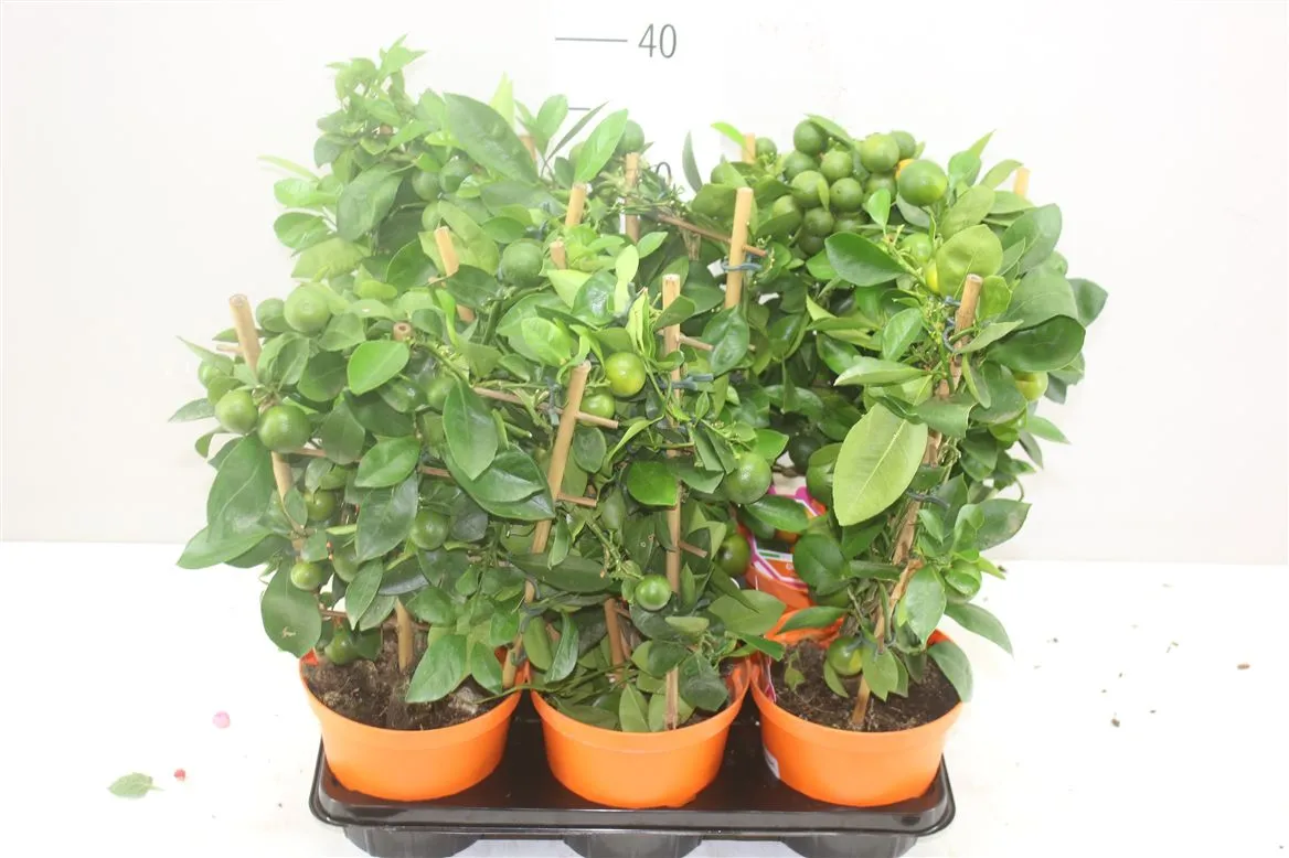 Citrus Calamondin Rek • črepník 14 cm