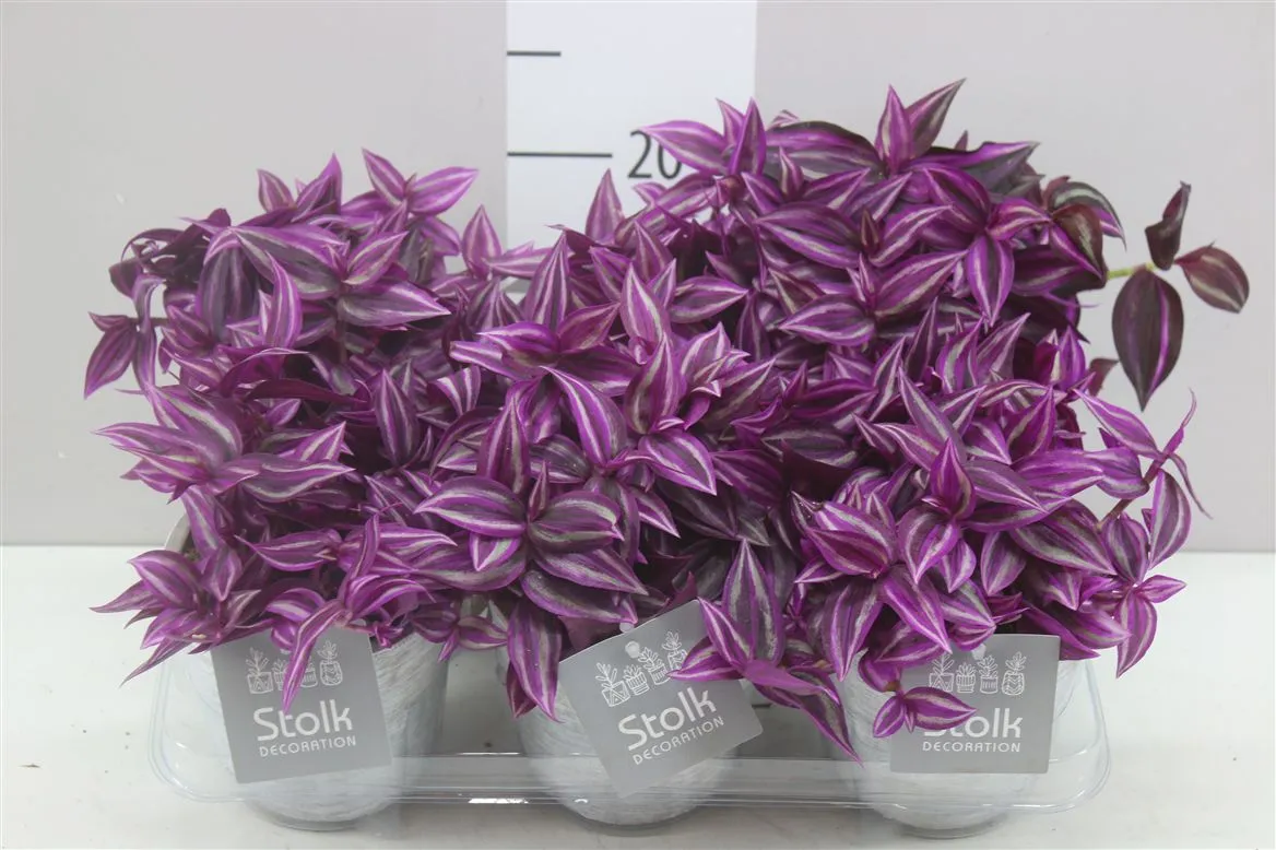 Tradescantia Pink Paradise White Wash v keramike • črepník 12 cm
