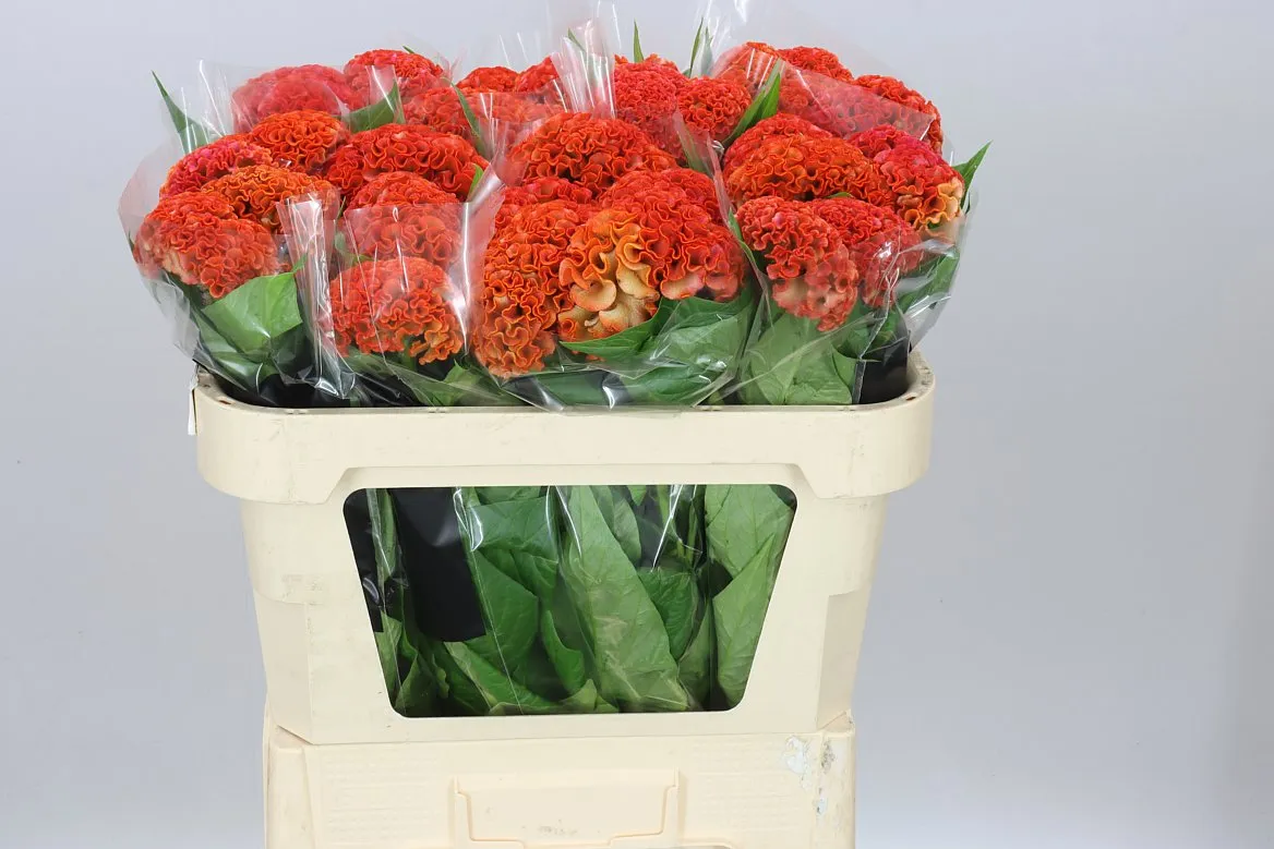 Celosia C Reprise Orange • 70 cm