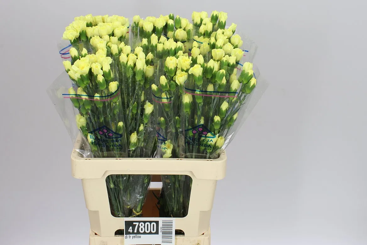 Di Tr Yellow • 65 cm
