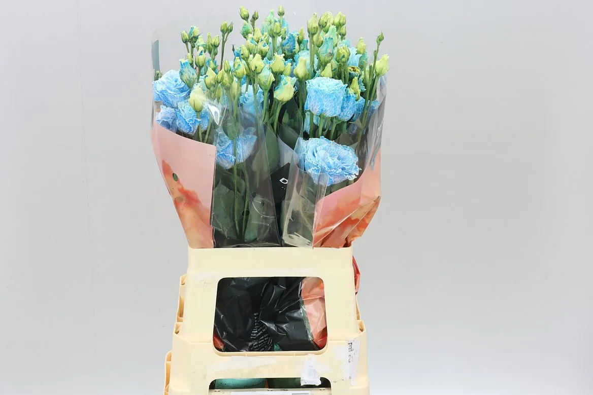 Eust Dy Heavenly Blue • 70 cm