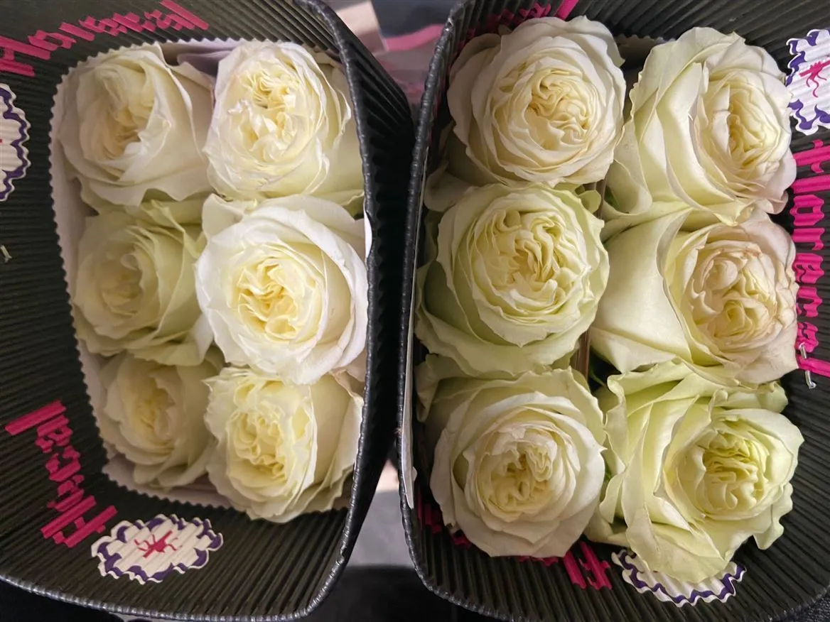 Rosa Gr Ec Mayra Roses White • 50 cm