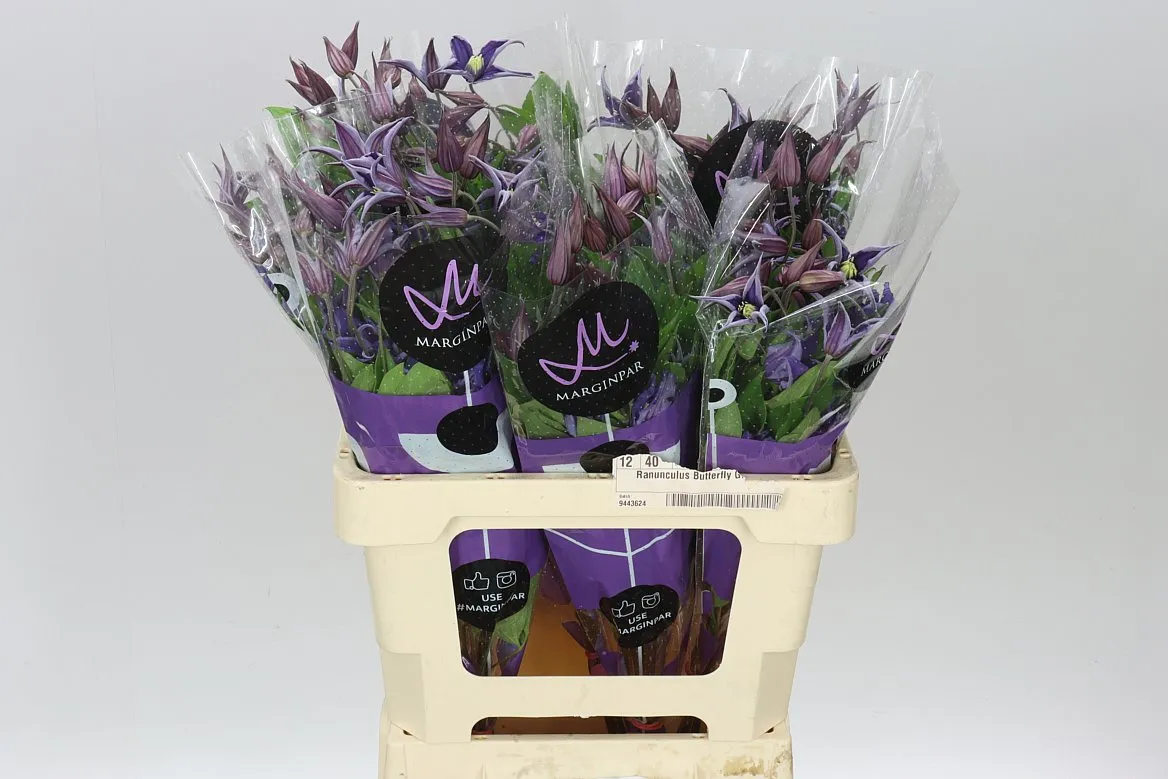 Clematis Blue Pirouette • 60 cm