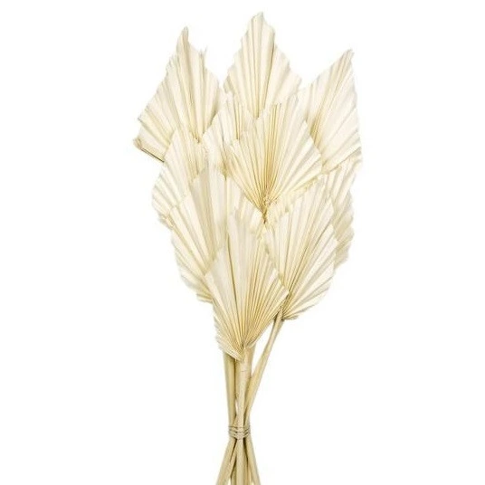 Sušený palmový list Spear hnedý 50 cm