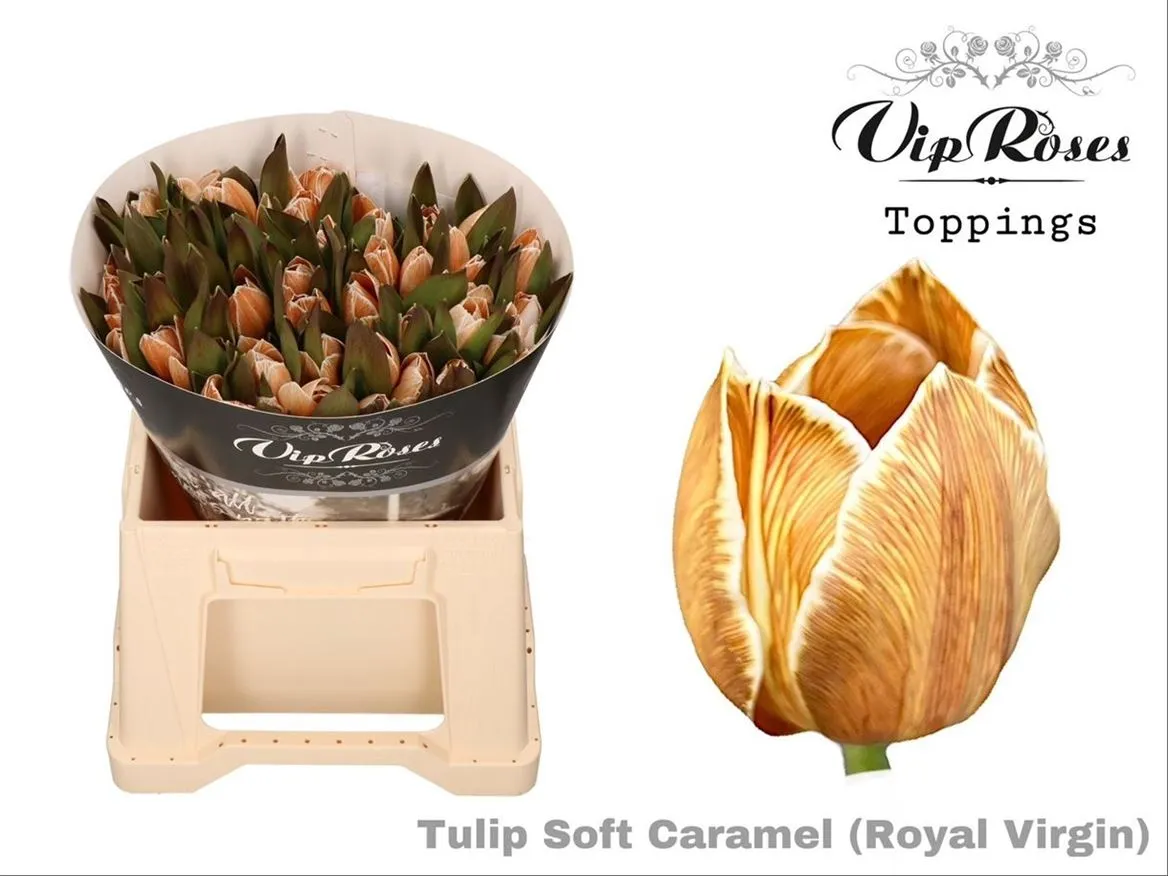 Tulipa Vip En Soft Caramel