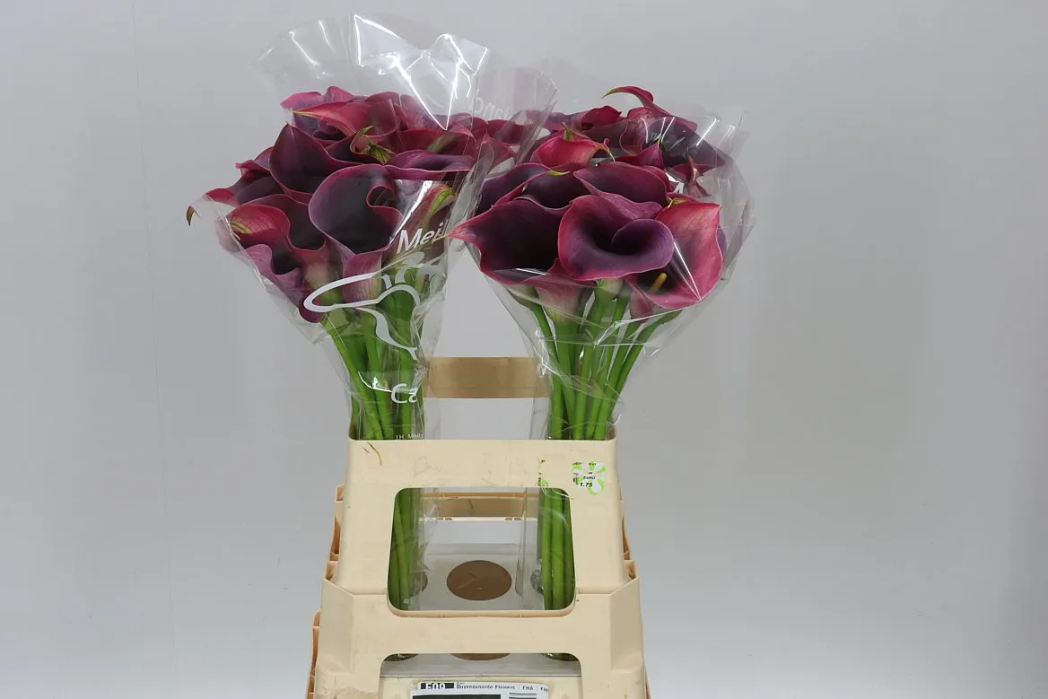 Kala Capt Promise • 65 cm