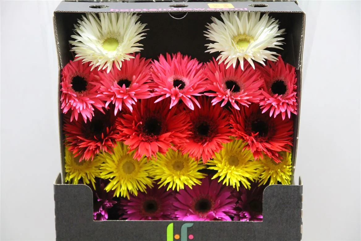Germini Diamond Spider mix • 55 cm