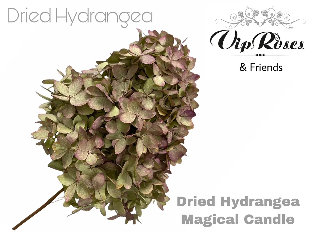 Dried Hydrangea Magical Candle • 50 cm