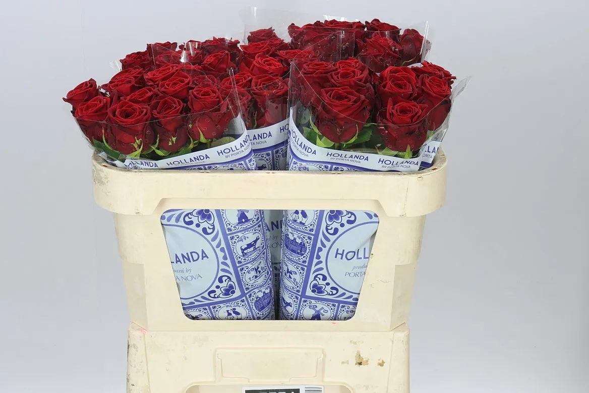 Rosa Gr Red Naomi Hol • 70 cm