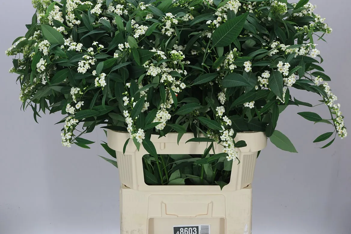 Euphorbia F T Quicksilver • 80 cm