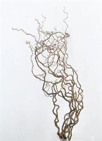 Corylus • 100 cm