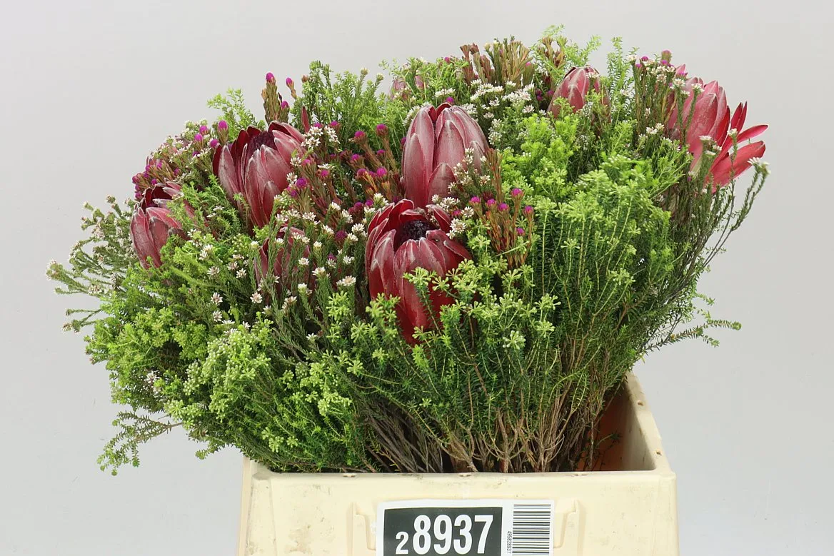Bq Safari 3 Protea • 40 cm