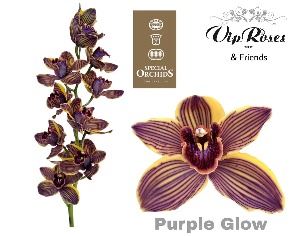 Cymb Dyed Purple Glow • 80 cm