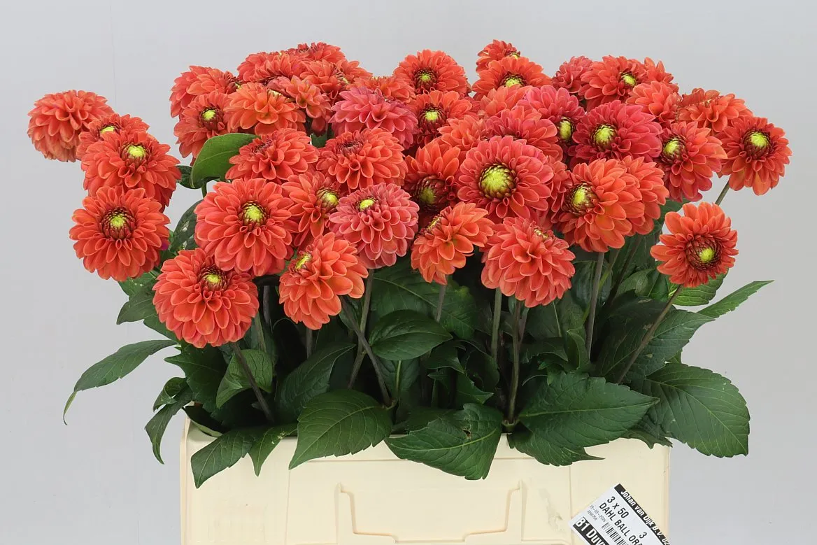 Dahlia Orange Fox Ex • 60 cm