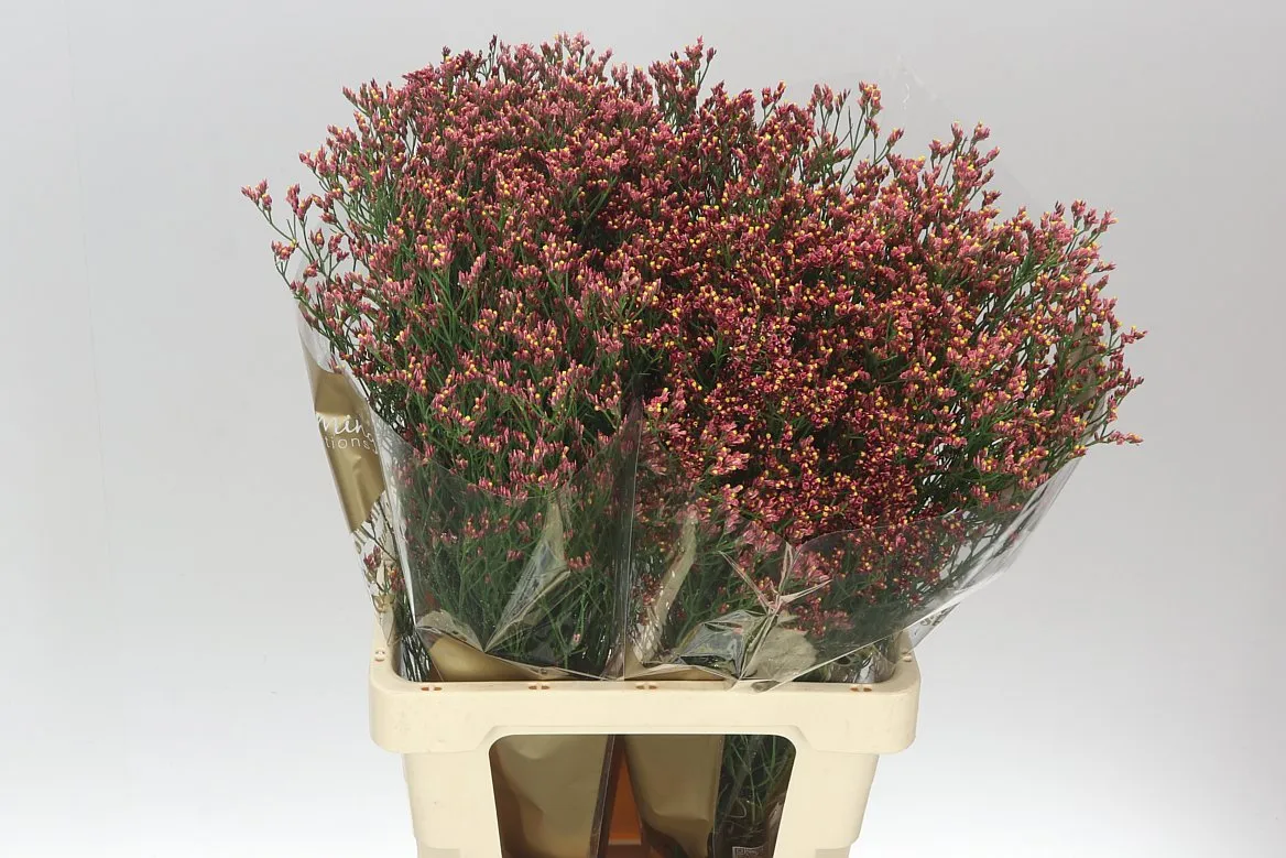 Lim. Sin Maxim Diamond Oranje • 70 cm
