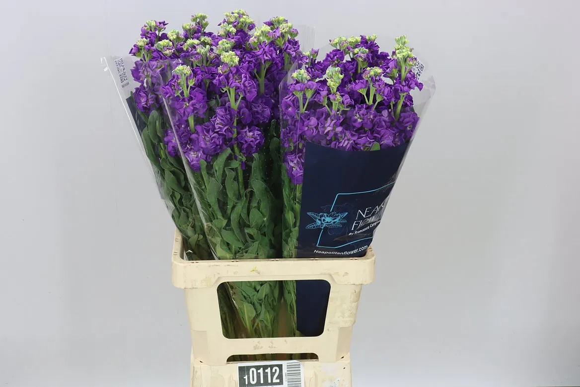 Matthiola Purple It. Imp • 70 cm