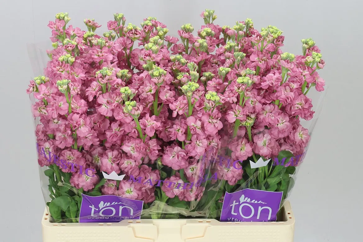 Matthiola Rose Pink • 56 cm