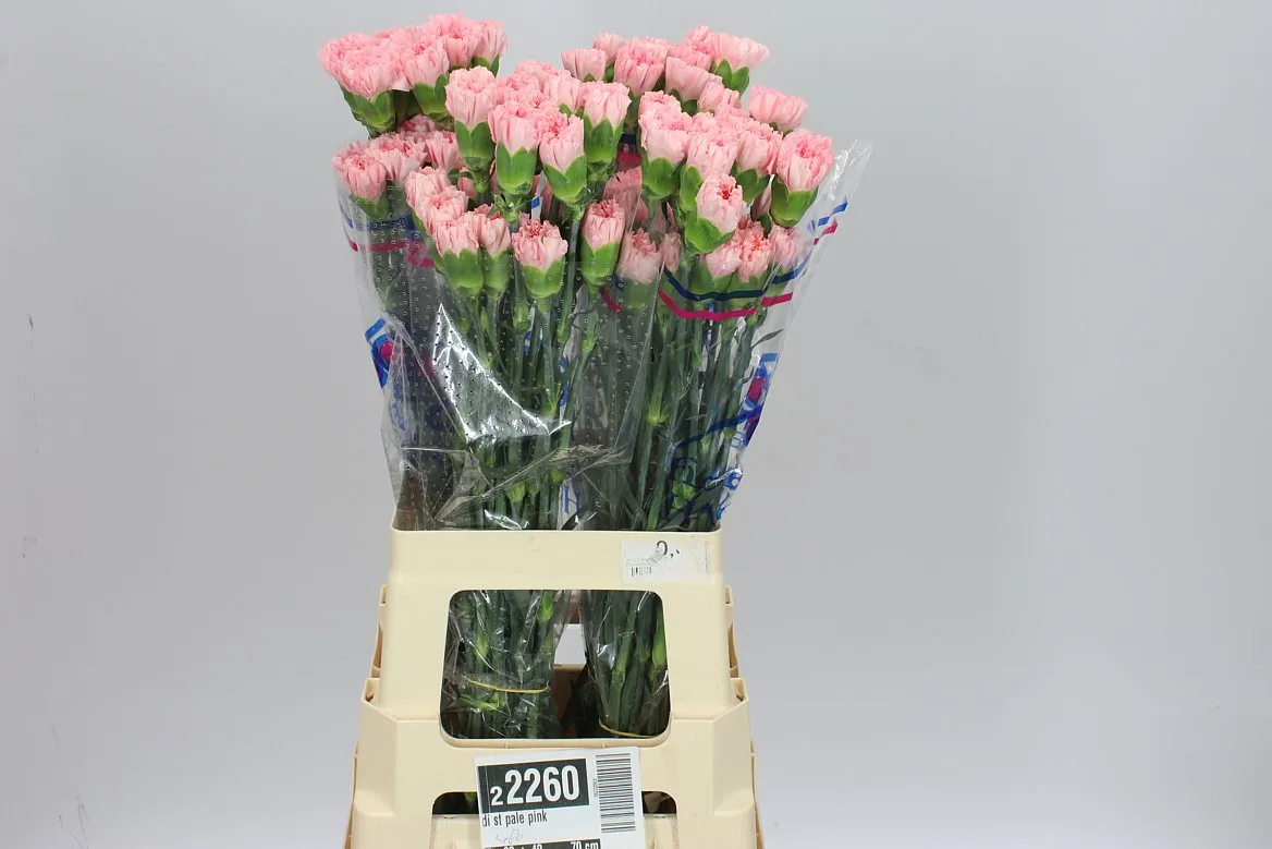 Di St Pale Pink • 70 cm