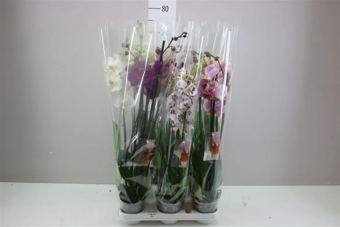 Phal Gemengd 4 Tak • črepník 12 cm