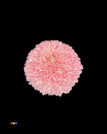 Chryzantéma veľkokvetá Superbowl Pastel Pink • 80 cm