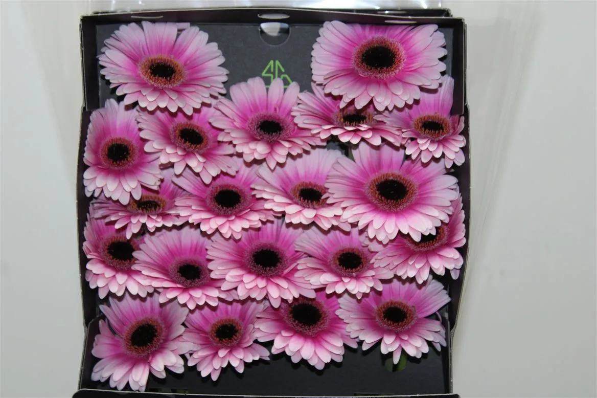 Germini Diamond Leando • 55 cm