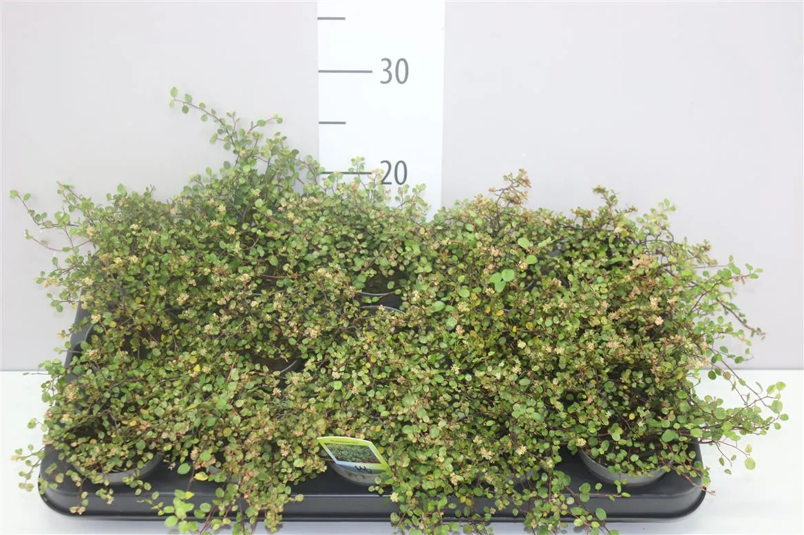 Muehlenbeckia Co Golden Girl • črepník 9 cm