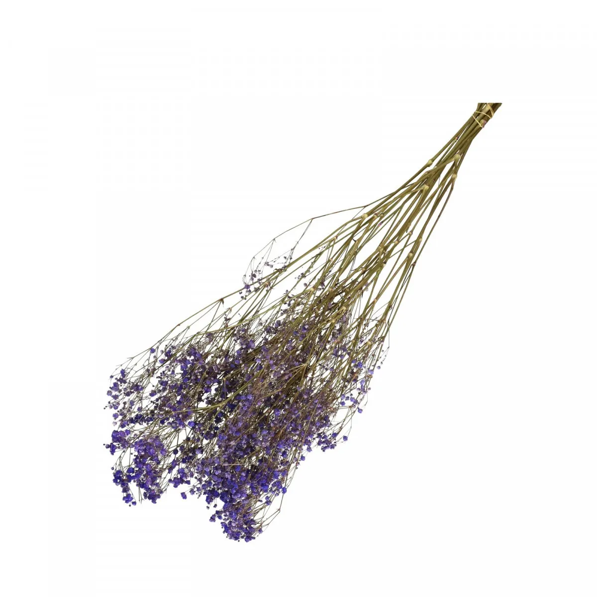 Sušená gypsomilka milka 70 cm, 50 g