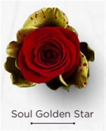 Ruža farbená Soul Golden Star, Ekvádor • 50 cm