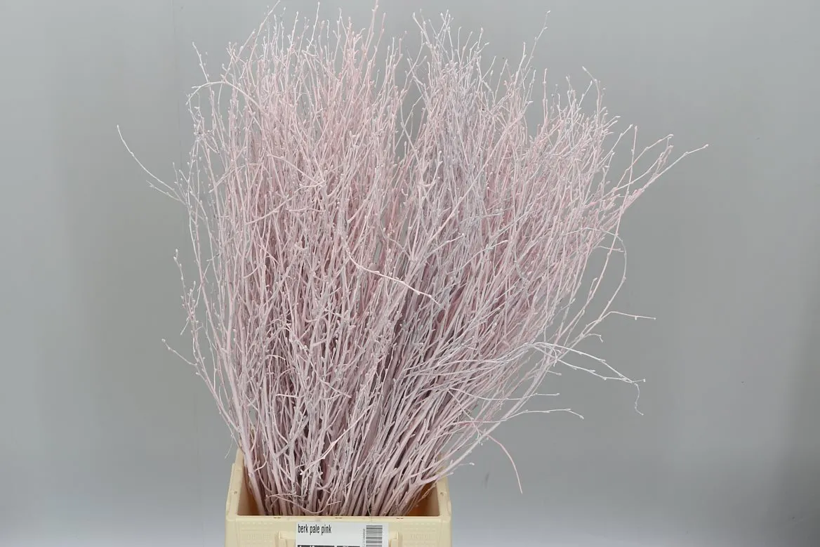 Breza Pale Pink • 70 cm