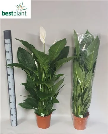Spathiphyllum Sweet Sebastiano • črepník 24 cm