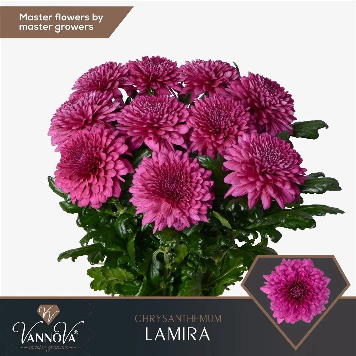 Chr G Lamira • 70 cm